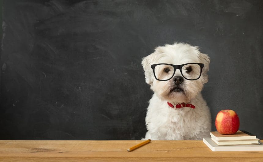 5 Ways to Keep Pets Comfortable and Stress-Free While You’re Away
