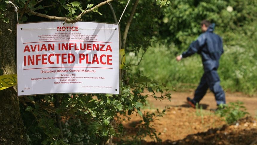 avian flu sign